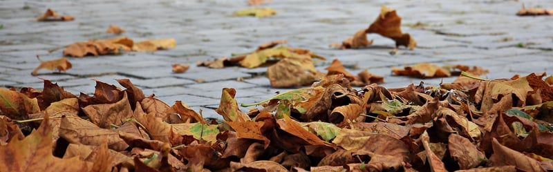 Autumn Feast